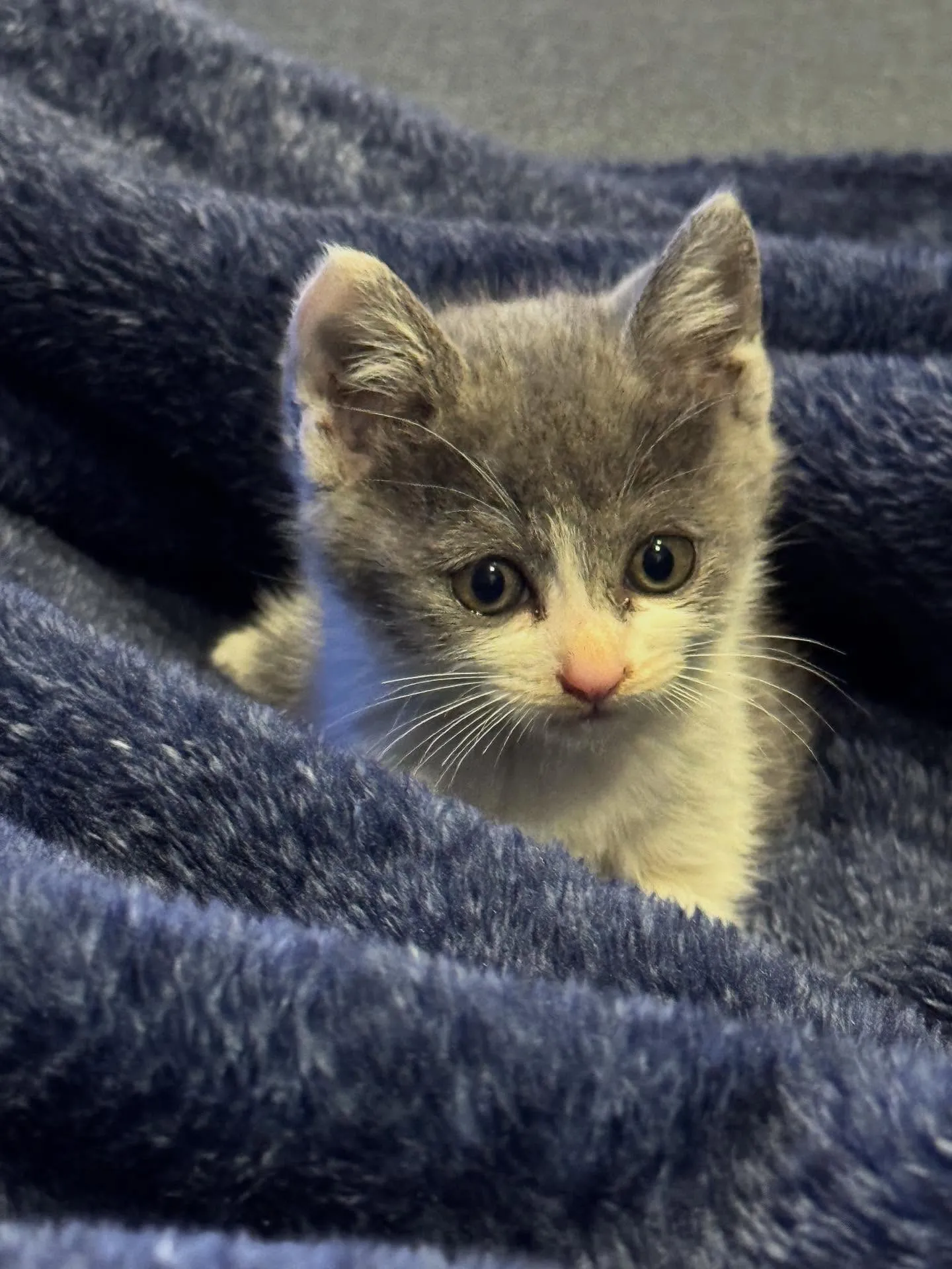 今日、新しい家族が増えました。